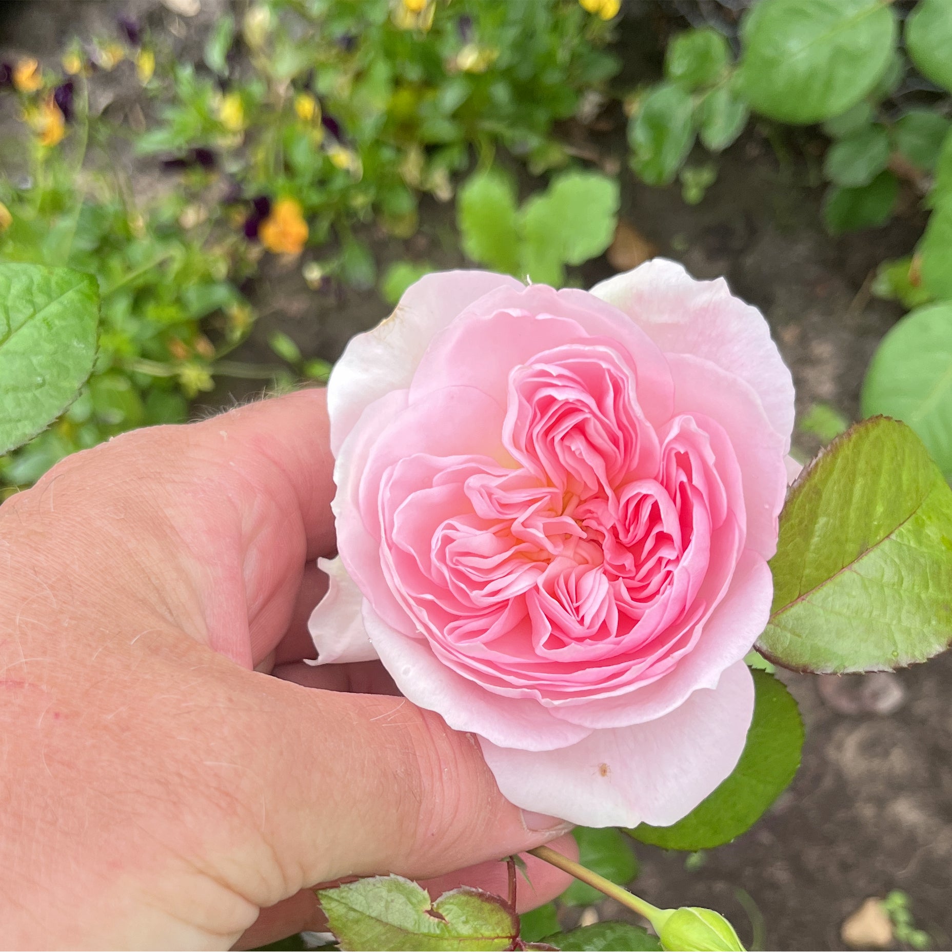 David Austin Roses Silas Marner Rose - Thumbnail 3