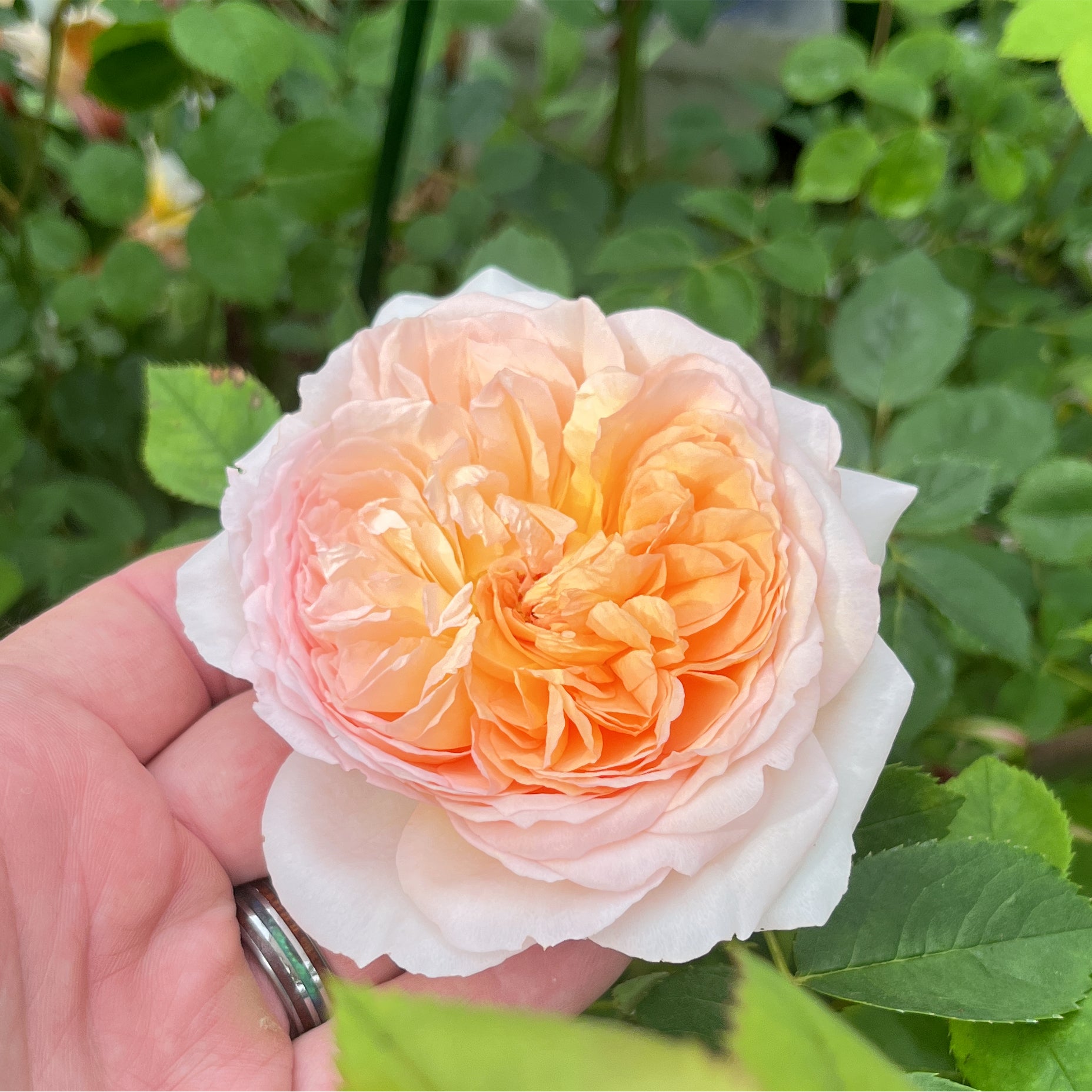 The Lady Gardener® (Rosa 'Ausbrass') English Rose – Bare Root