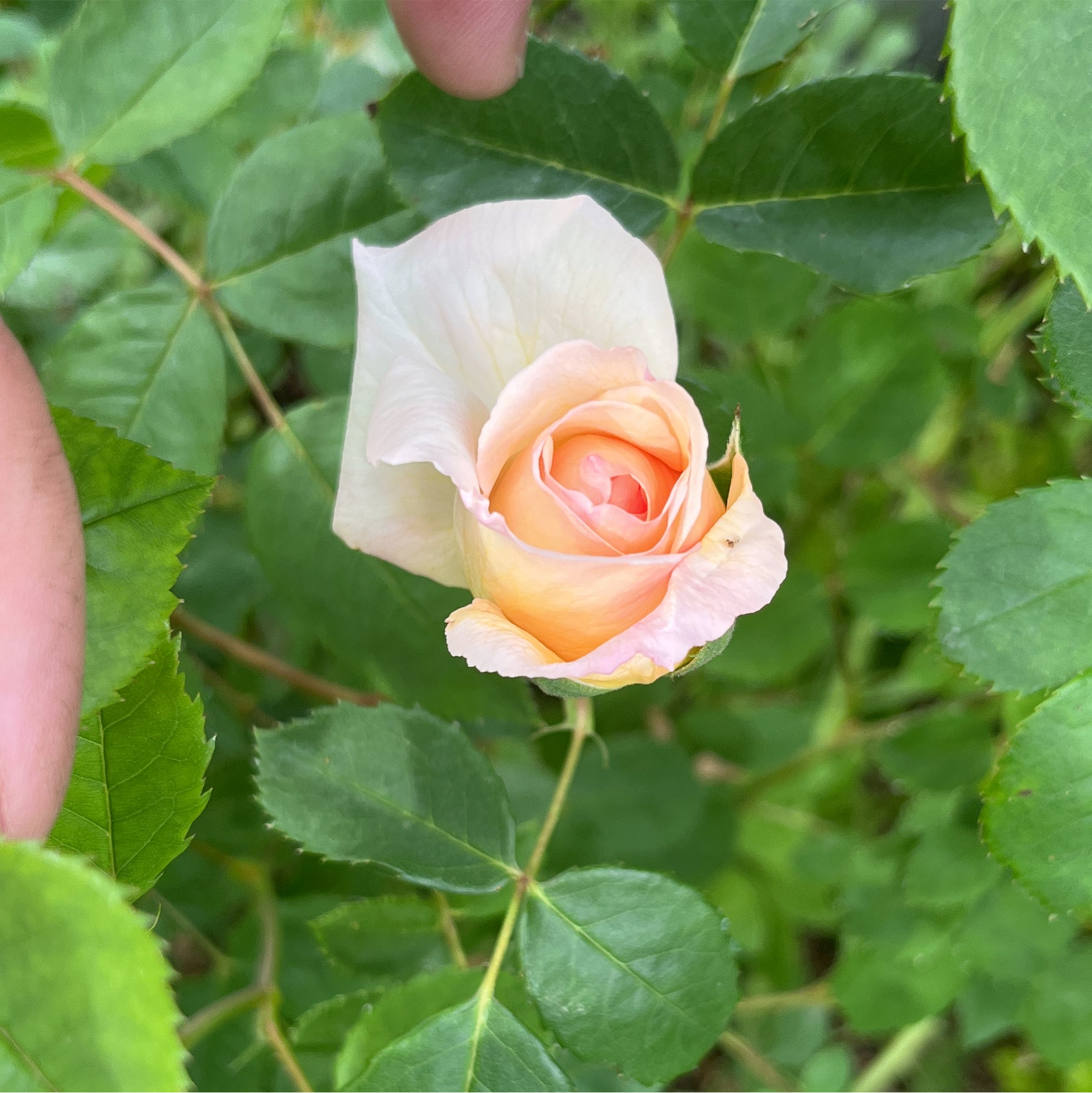 The Lady Gardener® (Rosa 'Ausbrass') English Rose – Bare Root