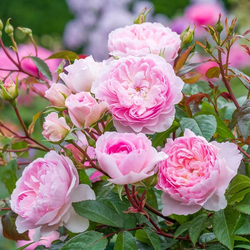 David Austin Roses Silas Marner Rose